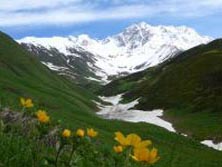 Georgien, Vorderasien: Swanetien – Das Land der tausend Trme - Bergblumen vor Schchara auf ber 5.000 m Hhe